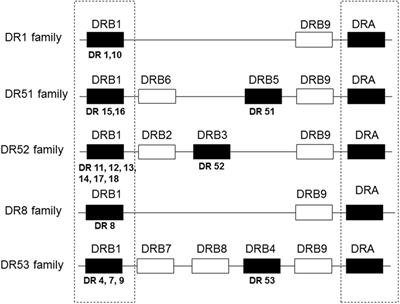 HLA Mismatching Strategies for Solid Organ Transplantation – A Balancing Act